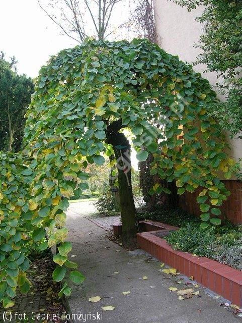 3. Wiąz 'Camperdownii' /Ulmus glabra 'Camperdownii'/