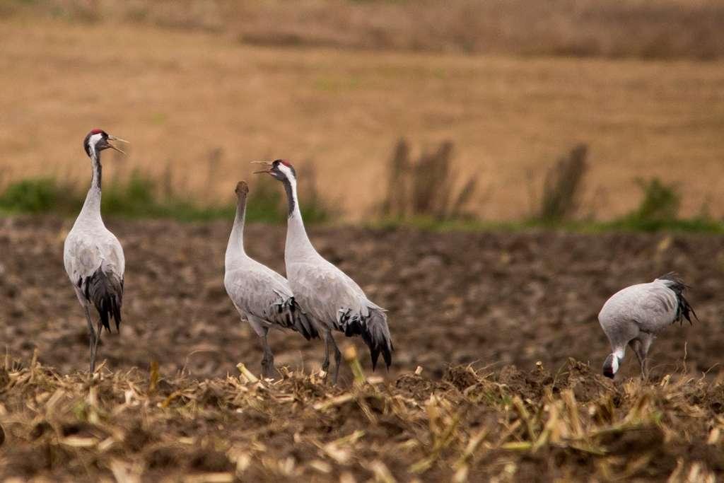 K MSZK CZYŃSK WYÓŻNN PDSWW - MNZJLNY