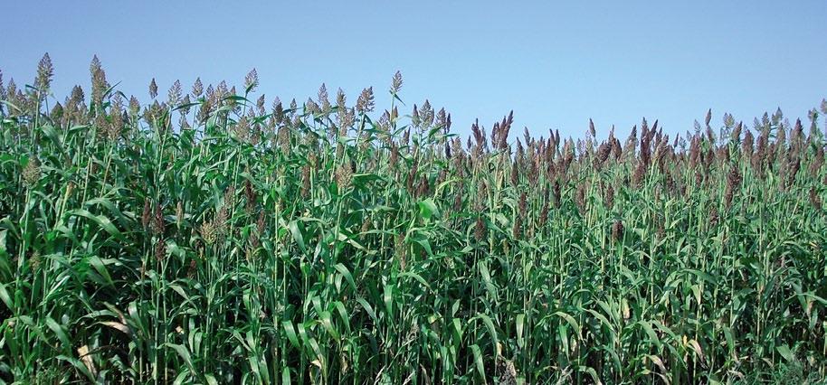 SORGO (Sorghum bicolor L. Moench) Sorgo - roślina z grupy roślin zbożowych, jarych, należącą do rodziny traw Wiechlinowatych (Poaceae). Uprawiane jest w wielu rejonach świata.