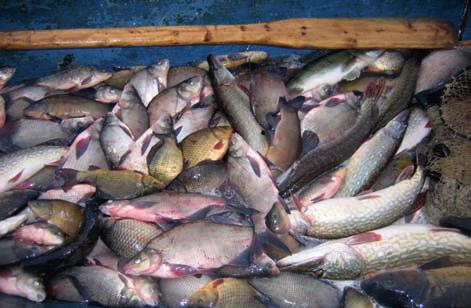 Występująca struktura taksonomiczna ryb w jeziorach Jelonek i Winiary była typowa dla