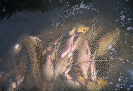 Znaczne zagęszczenie ryb karpiowatych i okoniowatych jest czynnikiem sprzyjającym