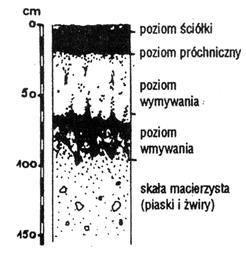 Zadanie 13. (0-3) W budowie komórki roślinnej występują różne organelle.