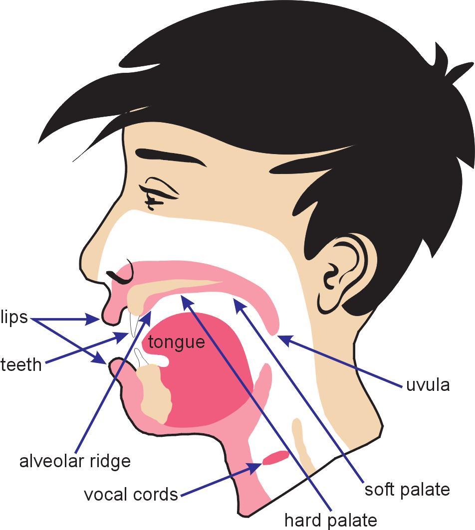 1 Gdzie i jak powstają głoski?... Ryc. 1.1. Narządy mowy W kolejnych punktach lekcji opiszemy, w jaki sposób wykorzystuje się poszczególne narządy mowy do produkcji głosek, a na razie zajmiemy się