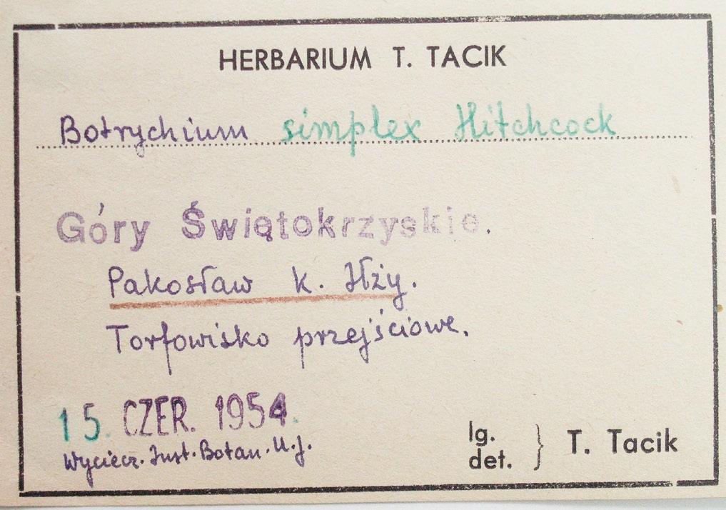 Herbarium specimen of Botrychium simplex from Pakosław in the Iłża Foreland (photo by J. Kruk). Ryc. 1.