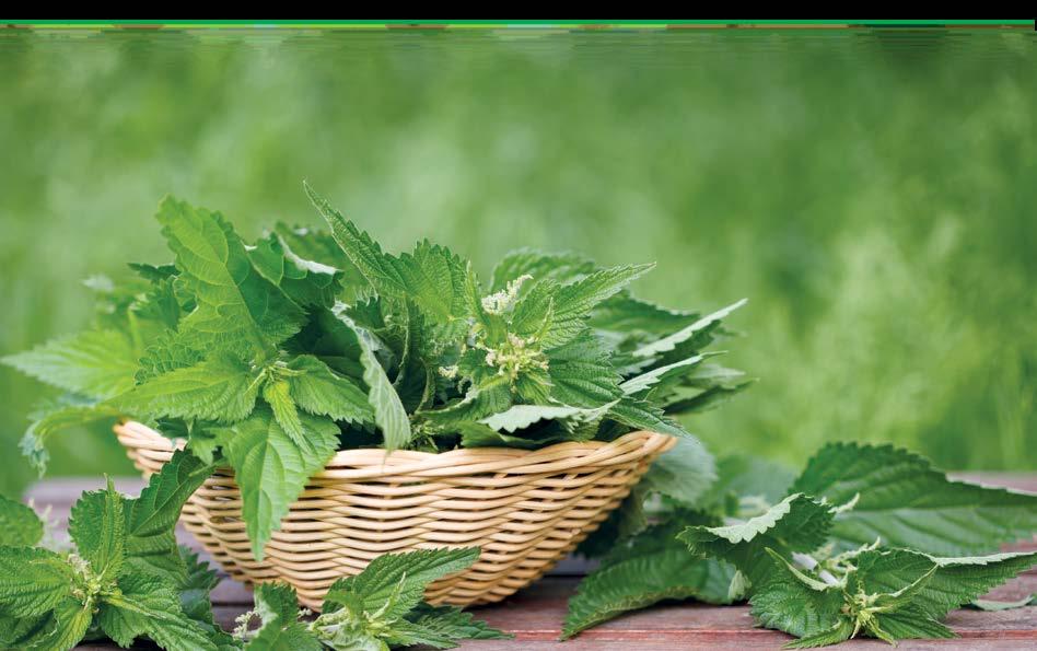 Preparaty ziołowe Ojca Grzegorza Sroki Cukrzyca w ofensywie Cukrzyca uznana została przez WHO za chorobę cywilizacyjną. Nie mogło stać się inaczej, skoro rozprzestrzenia się tak gwałtownie.