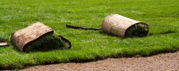 Trawnik z rolki Założenie trawnika z rolki wymaga takiego samego przygotowania jak trawnika z siewu, z wyłączeniem nawożenia, ponieważ trawniki rolowane nawozi się po posadzeniu.
