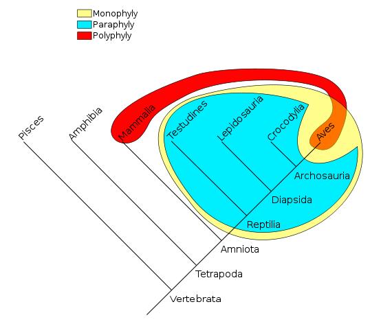 Mono-, para- i polifiletyzm Grupa jest Monofiletyczna: jeśli pochodzi od jednego przodka i obejmuje wszystkich jego potomków. Wszystkie ptaki I gady pochodzą od wspólnego przodka.