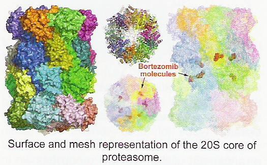 Bortezomib (Velcade ) Inhibitor proteasomu m.in.