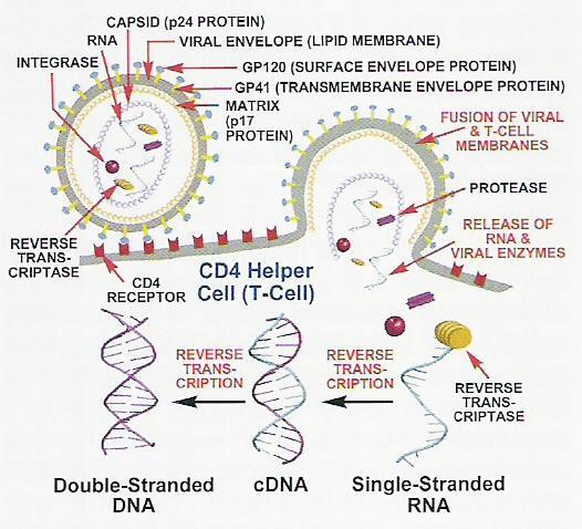 Zalcytabina Inhibitor odwrotnej transkryptazy, wirus HIV (AIDS zespół