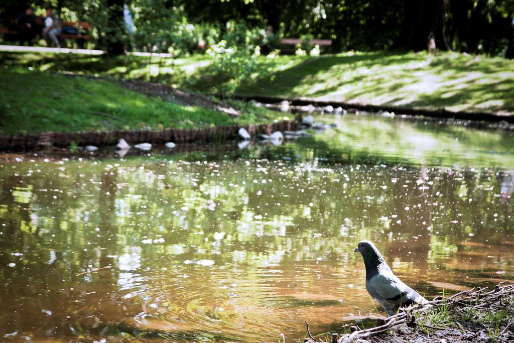 Kaskada, strumień i staw Polana