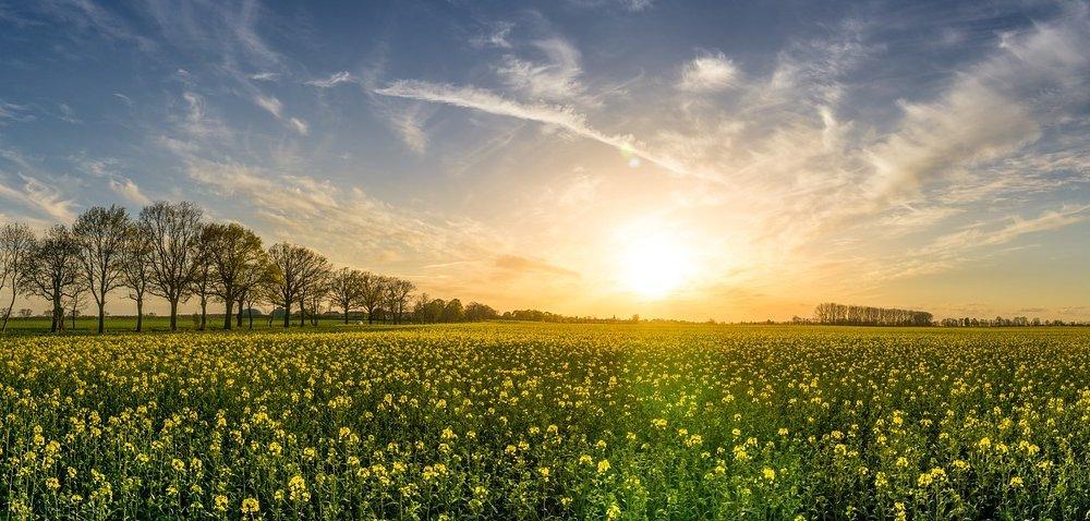 .pl https://www..pl Rolnictwo zrównoważone jak je oceniacie?