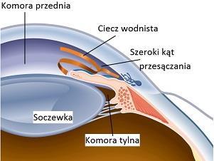 Ciecz wodnista, która jest stale wytwarzana w oku i zapewnia prawidłowe jego funkcjonowanie, opuszcza gałkę oczną i dostaje się do krwioobiegu w miejscu nazywanym kątem przesączania.