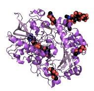 Rys. 7. Struktura krystalograficzna oksydazy glukozy ze szczepu Aspergillus Niger [40].