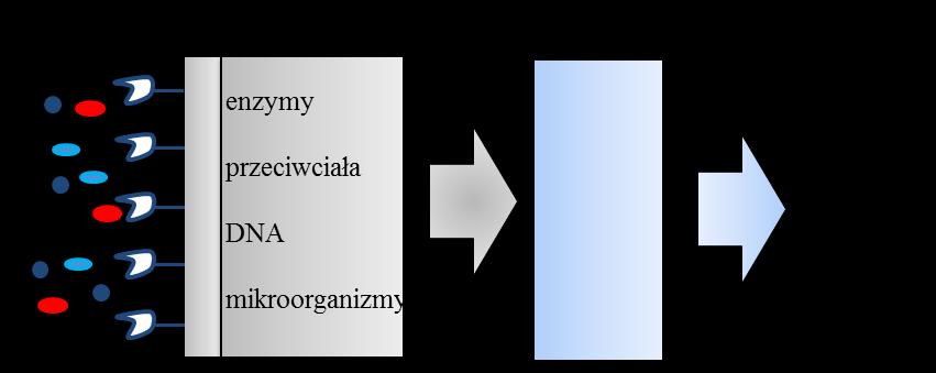 2. Biosensory 2.1. Elektrochemiczne biosensory enzymatyczne Sensory (czujniki) są to urządzenia analityczne przetwarzające informację chemiczną na sygnał analityczny.