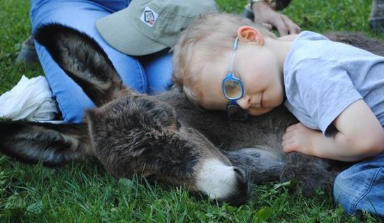 Animaloterapia Onoterapia- czyli osiołek w terapii Dlaczego osioł?