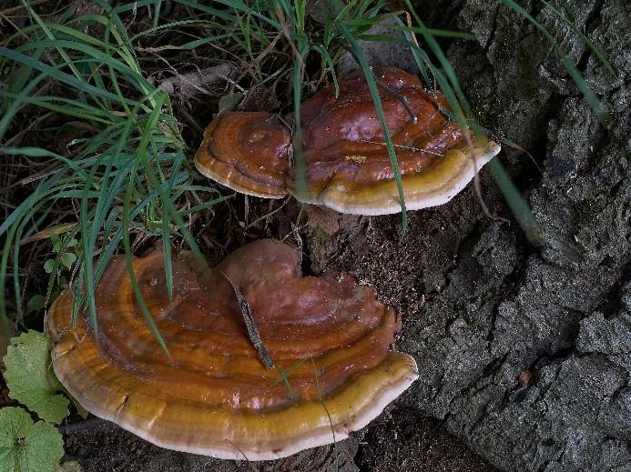 kruszczycowatych (Cetoniidae), w tym zwłaszcza pachnicy dębowej. Z tego względu odłowienie tęgosza można traktować jako wskazówkę co do obecności pachnicy. 3.1.