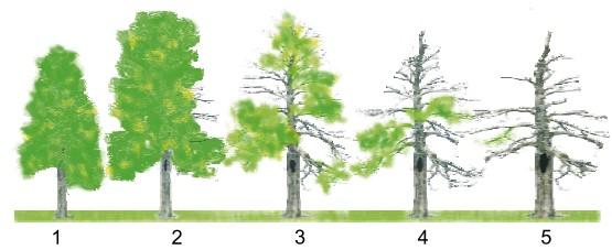 2.2 Metody terenowe Kontroli poddano wszystkie drzewa otaczające planowane szlaki turystyczne w ramach obszaru Nowosolska Dolina Odry na terenie gminy Bytom Odrzański, tj.