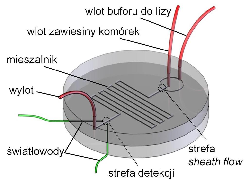 Układ do badania aktywności wybranych enzymów wewnątrzkomórkowych A wprowadzanie komórek do mikroukładu B