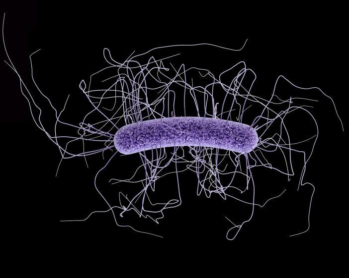 Clostridium difficile Bezwzględnie beztlenowe laseczki wytwarzające przetrwalniki, wywołujące infekcje układu pokarmowego, objawem jest biegunka.