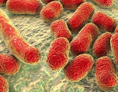 Antybiotykoterapia zwłaszcza cefalosporyny II i III generacji, klindamycyna, fluorochinolony, penicyliny o szerokim spektrum.