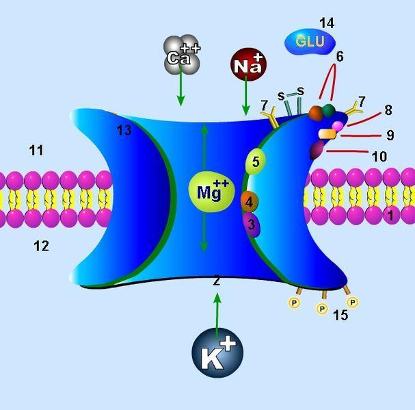 Receptor NMDA (receptor N- metylo-d-asparaginowy) Antagoniści receptora NMDA, przede wszystkim ketamina, są używani w medycynie i