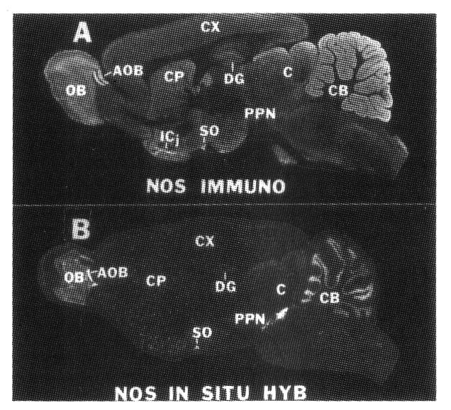 Przekaźniki gazowe - tlenek azotu i tlenek węgla Rozkład enzymu syntetyzującego tlenek azotu (nitric oxide synthase NOS).