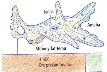 Ewolucja mózgów Mózgi zwierząt Ameby powstałe prawie 4 mld.