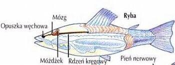 Ryby mają mózg, móżdżek, opuszkę węchową i rdzeń kręgowy.