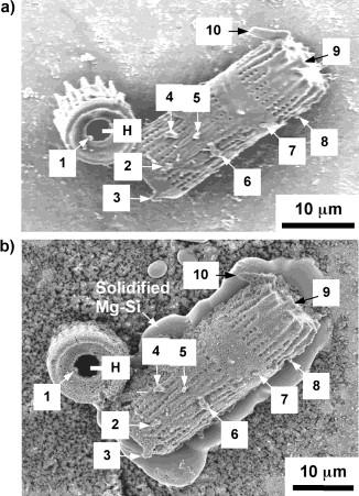 Zdjęcia ze skaningowego mikroskopu elektronowego tych samych pancerzyków Aulacoseira: a) przed i b) po reakcji z Mg (g) przez 4 h w temperaturze 900 C.