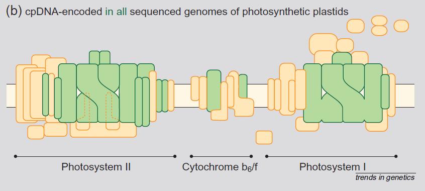 Geny chloroplastowe W genomach chloroplastowych zostały