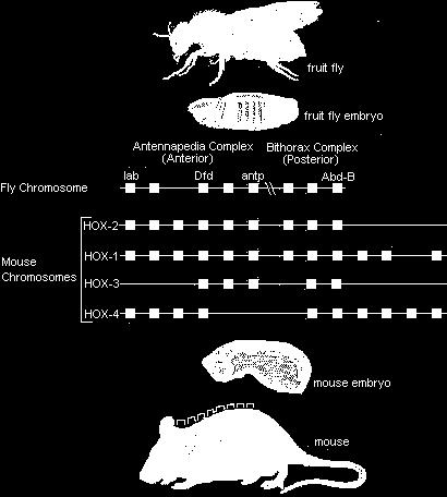 Geneza i ewolucja genów homeotycznych Oliver Hobert & Heiner Westphal Trends in Genetics: