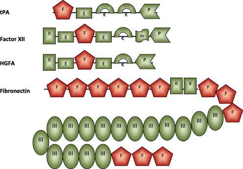 Kasetowa budowa białek osocza krwi Białka tpa Czynnik XII HGFA Fibronektyna Domeny K, Kringle P, proteaza E, EGF-podobna Pr, bogata w prolinę F, Fibronektyna typ I ( finger ) II, Fibronektyna typ II
