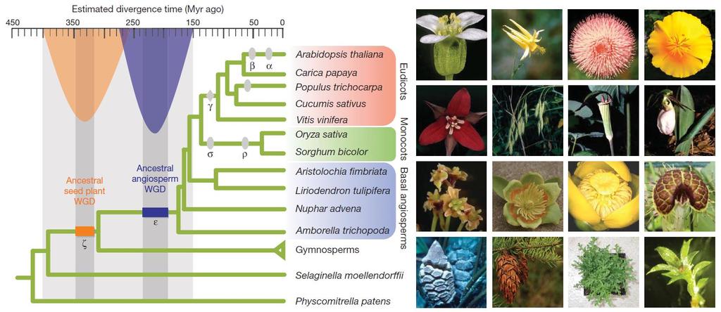 Poliploidyzacja u roślin Wielokrotna duplikacja genomu u roślin nasiennych 22 Jiao et al.