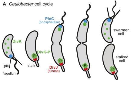 Cykl komórkowy u bakterii Homologiczne białka cytoszkieletu u Eukaryota i Prokaryota Cały proces można uznać za homologiczny 26 Gitai