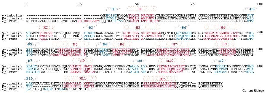 Wspólne pochodzenie białek cytoszkieletu Struktura drugorzędowa i przyrównanie sekwencji białka FtsZ z M.