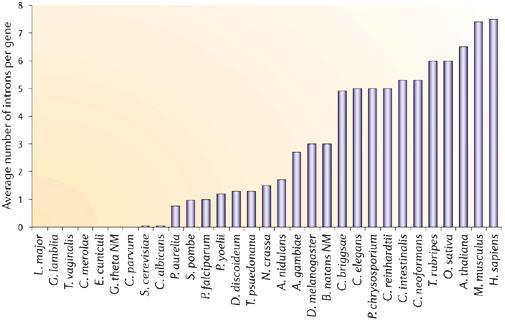 Gęstość intronów w genomach Eukarya 5 Roy et al.