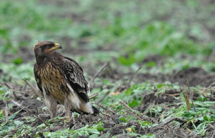 ) Fot2 (MK) 26 sierpnia - 09 września Oserdów, S. Aftyka max. 2 os. (juv., m. 2cy) dokumentacja fot. biegus rdzawy (Calidris canutus) 09 września Nadrybie. łęczyński J.