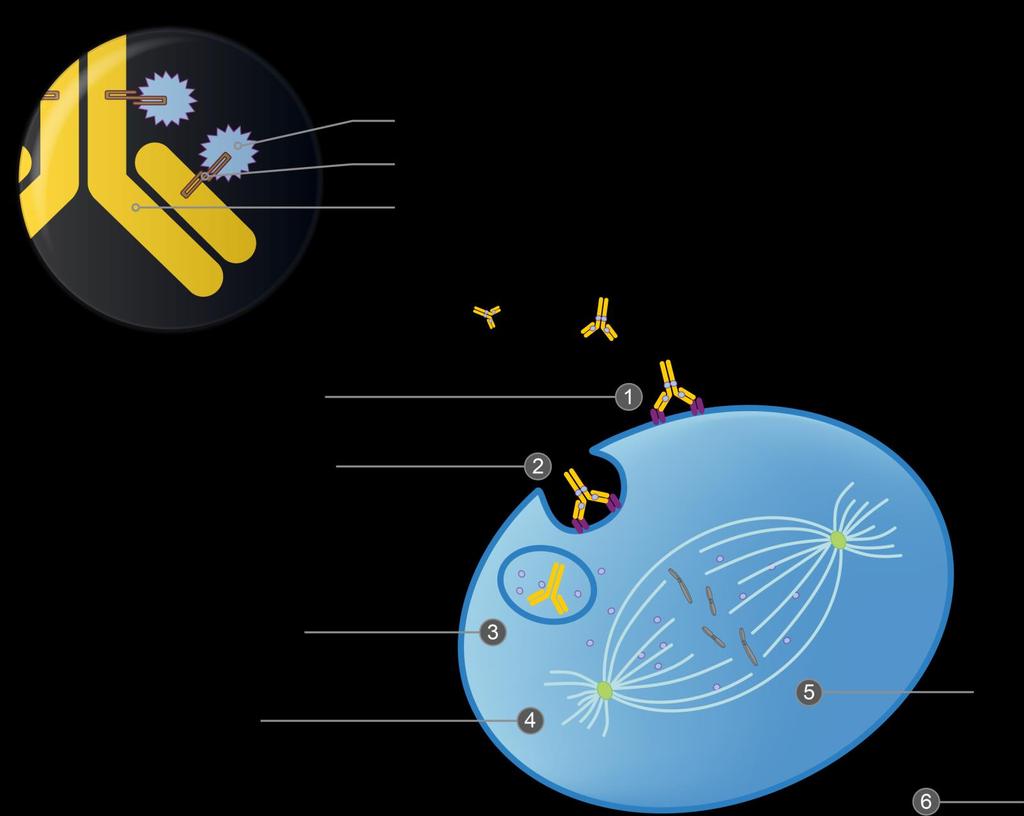 Brentuximab Vedotin Antibody-Drug Conjugate (ADC) Monomethyl auristatin E (MMAE), microtubule-disrupting agent Protease-cleavable linker Anti-CD30 monoclonal antibody Brentuximab