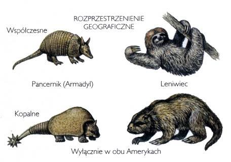 Dobór r naturalny i dowody na istnienie ewolucji 1. Rozprzestrzenienie geograficzne 2.