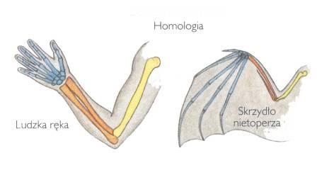 Dowody na istnienie ewolucji 1. Rozprzestrzenienie geograficzne 2. Dowody anatomiczne a.