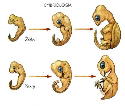 Dowody na istnienie ewolucji 1. Rozprzestrzenienie geograficzne 2. Dowody anatomiczne a.