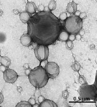 nanocząstki polimerowe CHITOZAN