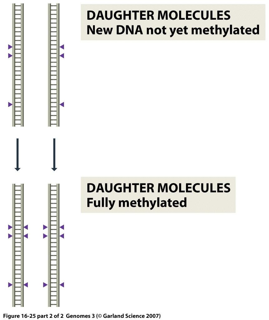 Naprawa błędnie sparowanych nukleotydów (MMR) } U bakterii nić rodzicielska jest metylowana } U Eukaryota metylacja też ma