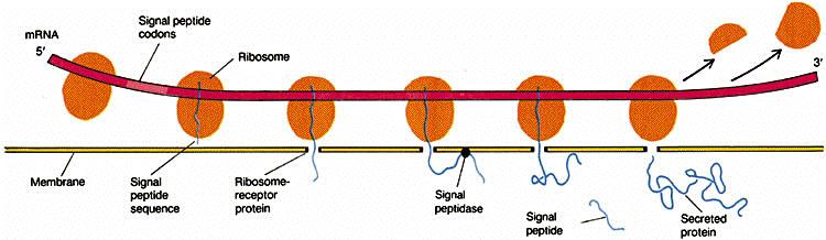 Sekwencja białka zawiera sygnały sortowania do przedziałów komórki Kierowanie do ER i szlaku