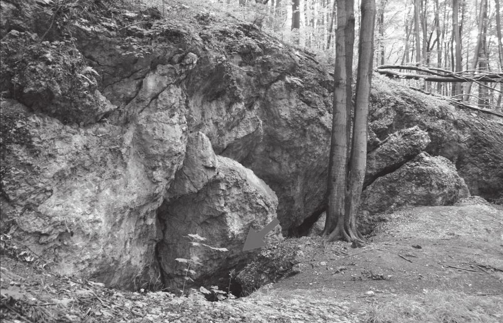 Badania archeologiczne w Jaskini Żarskiej w Żarach w 2011 roku 79 Ryc. 2. Wejście do Jaskini Żarskiej (zaznaczone strzałką). Widok od północnego zachodu. Fot. M. Wojenka. Fig. 2. Entrance to the Żarska Cave (marked with an arrow).