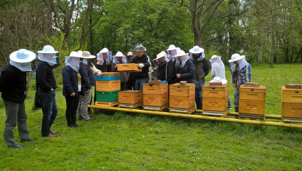 TECHNIK PSZCZELARZ Organizacja i nadzorowanie produkcji rolniczej i pszczelarskiej (R 17) Absolwent szkoły kształcącej w zawodzie pszczelarz będzie przygotowany do wykonywania następujących zadań