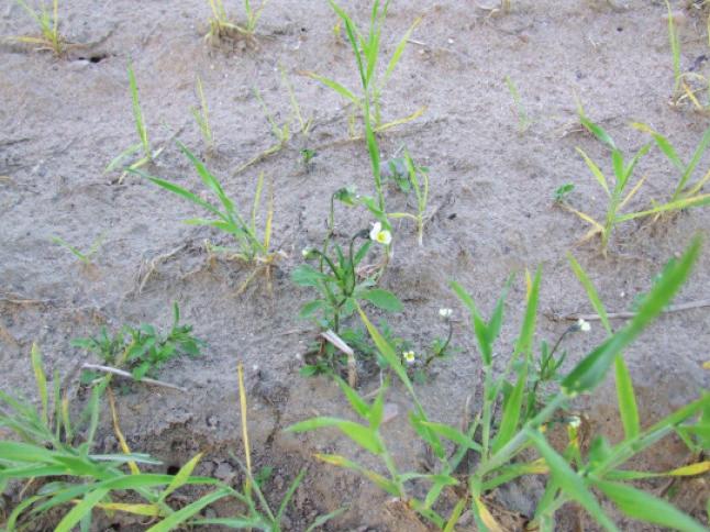 W glebie występuje jeszcze wiele innych pierwiastków wpływających na kondycję roślin. Spośród nich najistotniejszą grupę stanowią metale ciężkie, np. kadm, chrom, rtęć i ołów.