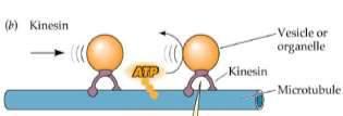Białka motoryczne - kinezyna a) transport wewnątrzkomórkowy Kinezyna - białka przemieszczają się w kierunku końca plus mikrotubuli (od centrosomu, na zewnątrz) kinezyna Wodniczki