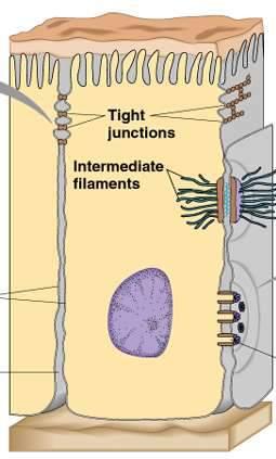 Połączenia międzykomórkowe zapewniają : uszczelnienie komórek mechaniczną
