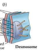 filamenty cytoszkieletu: filamenty pośrednie (keratyna) HEMIDESMOSOMY: Punktowe połączenia typu zwierającego między komórkami i cząsteczkami ECM błon podstawnych